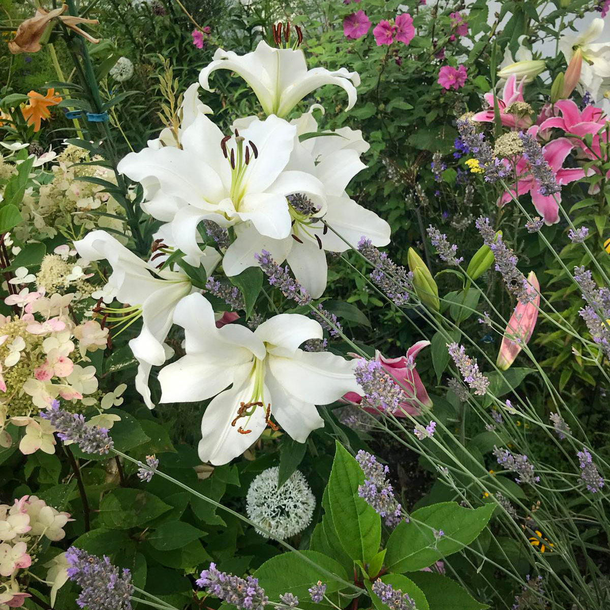 Inka_Grosse_Foto_v01